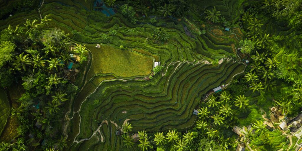 Aerial shot of the rice hills surrounded by greens and trees