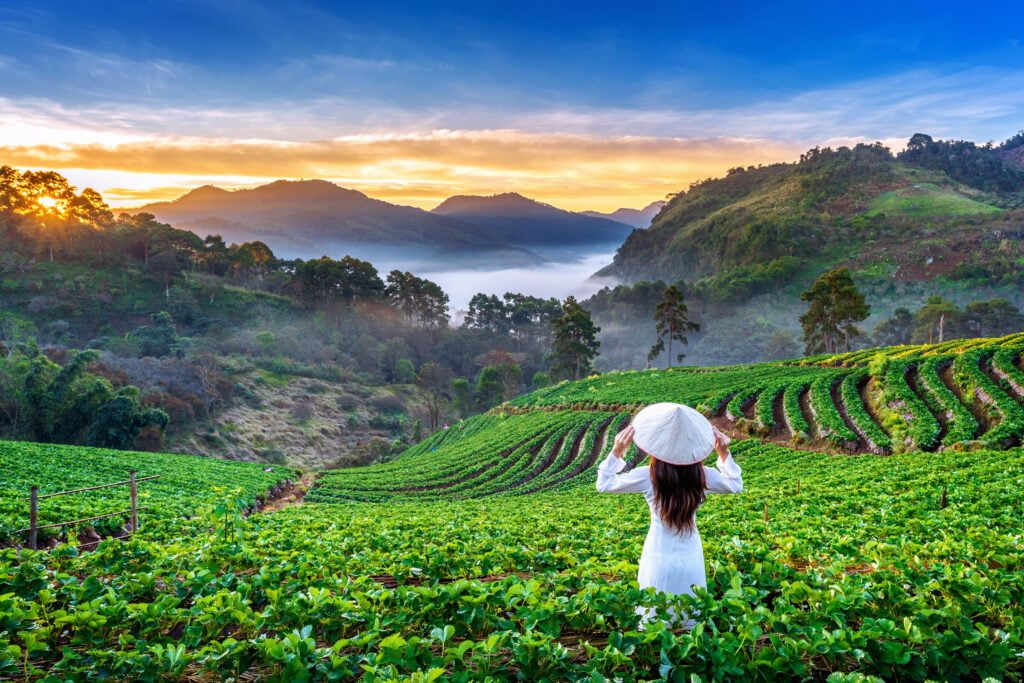 Asian woman wearing Vietnam culture traditional in strawberry ga