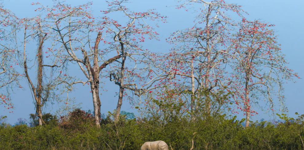 Best Assam Tour Package - Explore Kaziranga to Guwahati