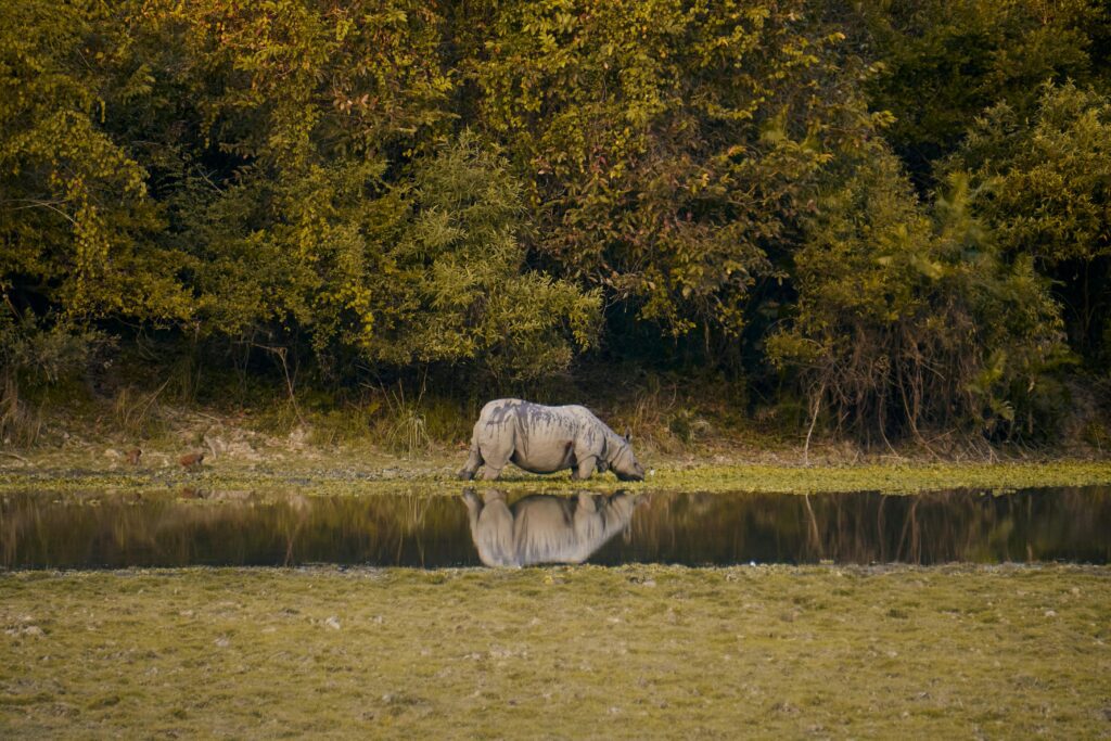 Best Assam Tour Package – Explore Kaziranga to Guwahati