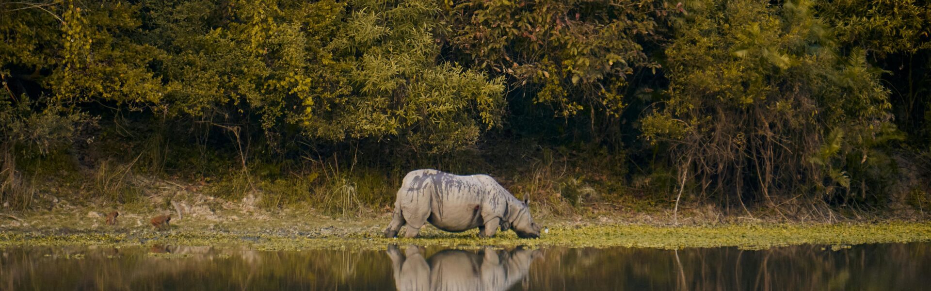 Best Assam Tour Package – Explore Kaziranga to Guwahati